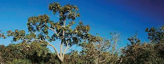 UNESP 2020