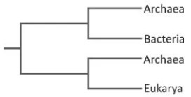 Questão 41 - FUVEST 2016