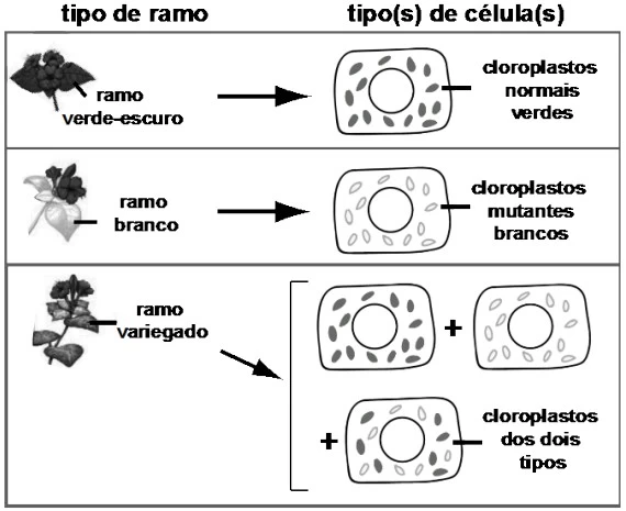 UNICAMP 2019