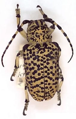 UNESP 2020