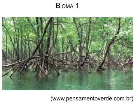 UNESP 2015/2
