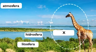Imagem Pergunta