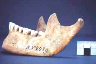 UNESP 2022