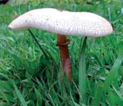 UNESP 2023