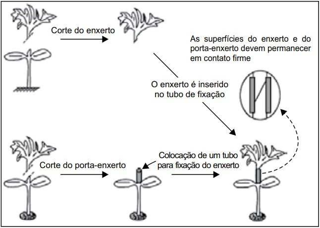 UNESP 2017