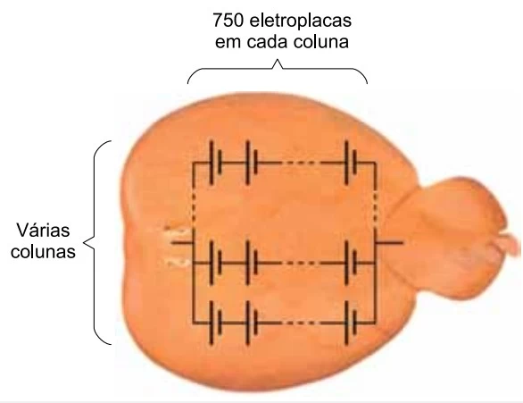 UNESP 2020