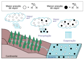 Questão 41 - FUVEST 2024