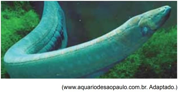 UNESP 2015/2