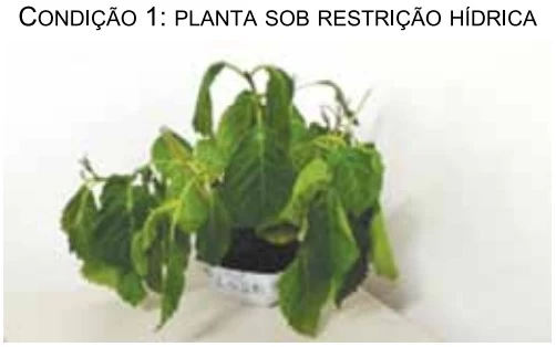 UNESP 2018