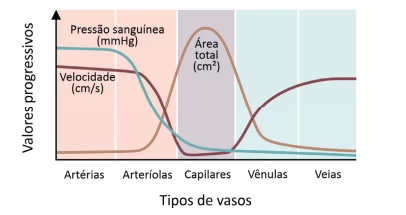 Questão 16 - FUVEST 2022