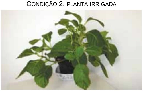 UNESP 2018