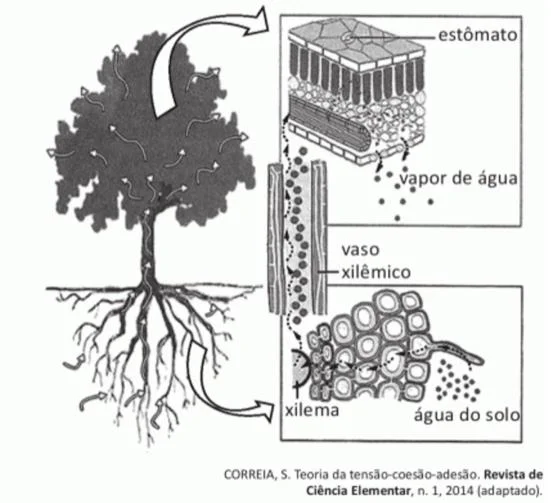 Questão 75 - Enem 2016 - Caderno Azul