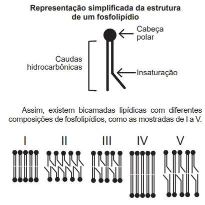 Fosfolipídio ENEM 2019
